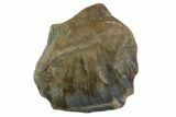 Ankylosaur Tooth - Montana #98337-1